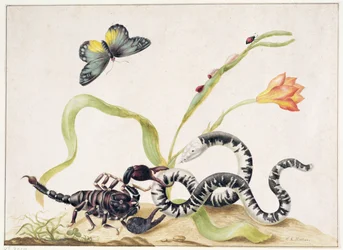 Skorpion und Schlange